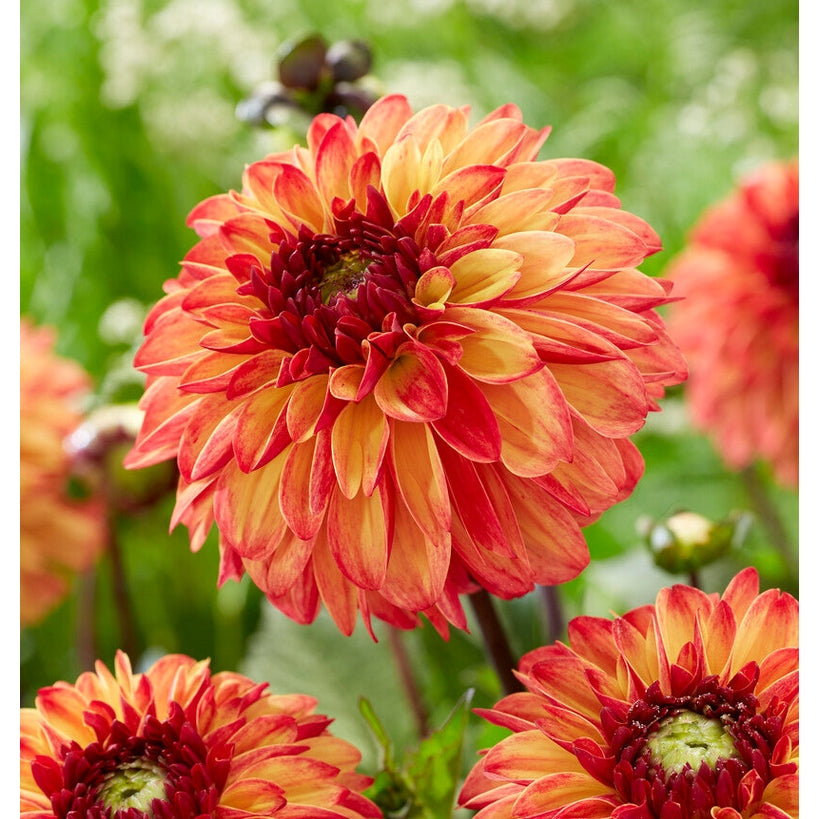 Dahlia Ding a Dong Dekorativ 1-pack NYHET